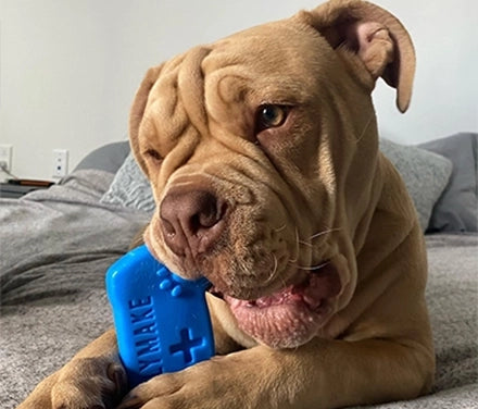 Happy BULLYMAKE dog