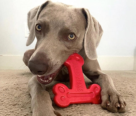 Happy BULLYMAKE dog